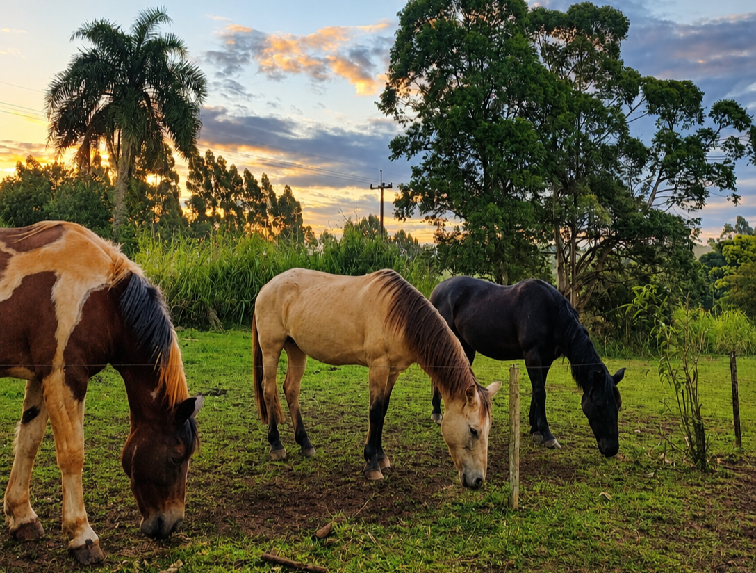 Voltas a Cavalo